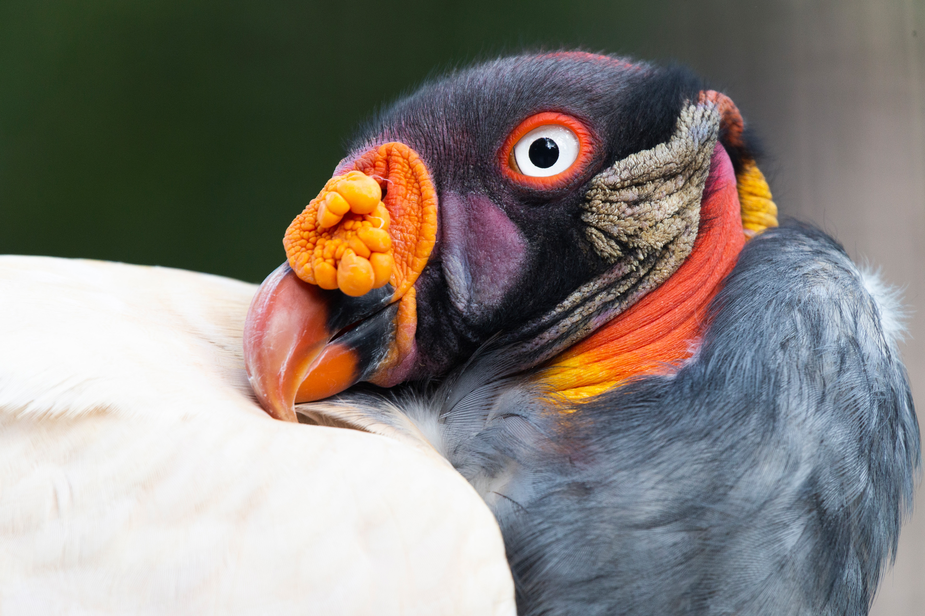 Hacker-Knigsgeier (Zoo Berlin)