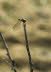 20b-Kalogria-Strand2020-DMR-56-18x13