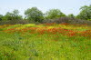 37-Olynthos-M240-30