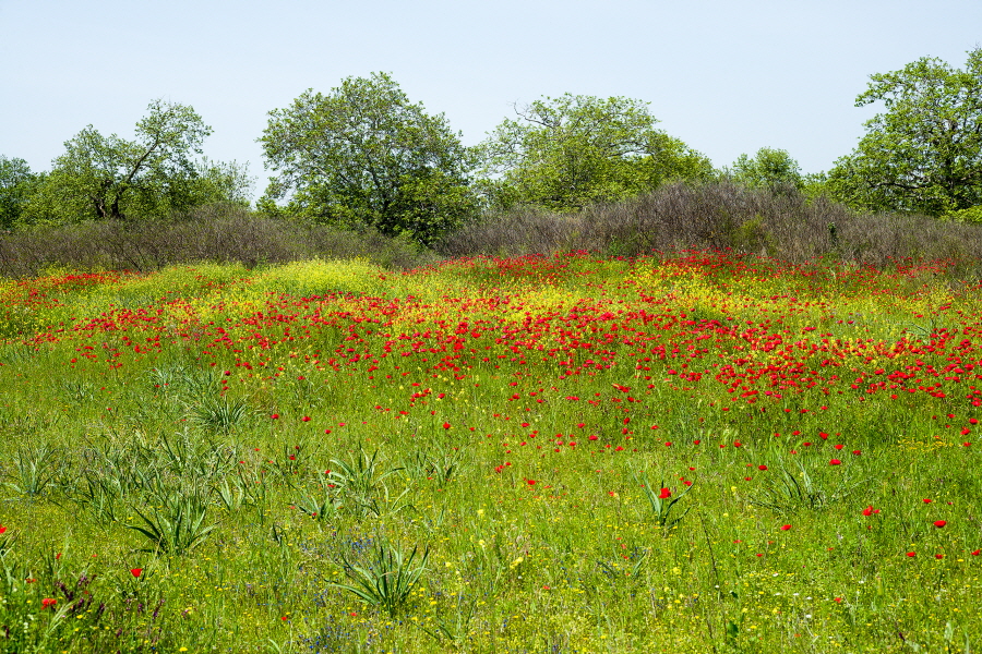 37-Olynthos-M240-30