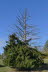 Anderle-Fichte1180760