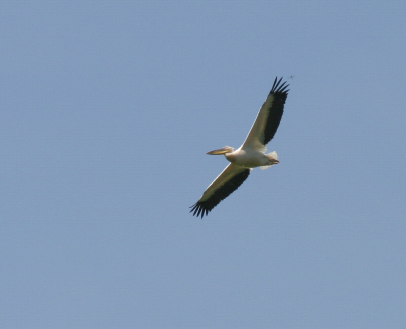 Frenzel-Voegel-3