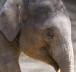 Hacker-Asiatischer Elefant Jungtier (Tierpark Hagenbeck)