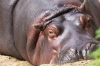 Hacker-Flusspferd (Erlebniszoo Hannover)