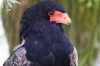 Hacker-Gaukler (Tierpark Berlin)