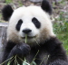 Hacker-Groer Panda (Zoo Berlin)