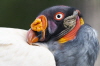 Hacker-Knigsgeier (Zoo Berlin)