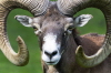 Hacker-Mufflon (Wildprk Lneburger Heide)