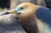 Hacker-Prachtreiher (Zoo Berlin)