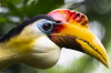 Hacker-Runzelhornvogel (Zoo Leipzig)
