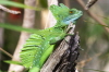 Hacker-Stirnlappenbasilisk (Aquarium Hagenbeck)