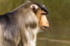 Hacker-Sdlicher Scheinsaffe (Tierpark Berlin)