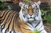 Hacker-Sumatra-Tiger (Tierpark Berlin)