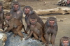 Holthaus-Zoo Augsburg (8)