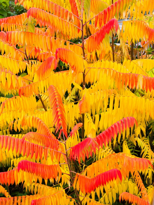Köhler-2Farben-12