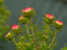 Khler-2Farben-7
