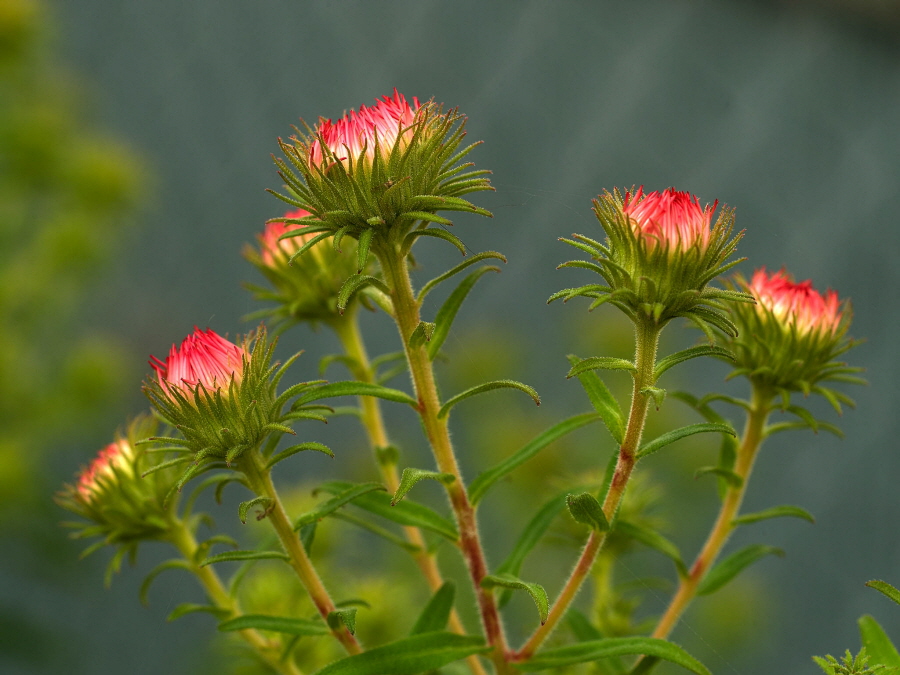 Köhler-2Farben-7
