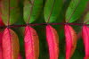 Khler-2Farben-8