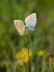 MK-Bluling-A2428