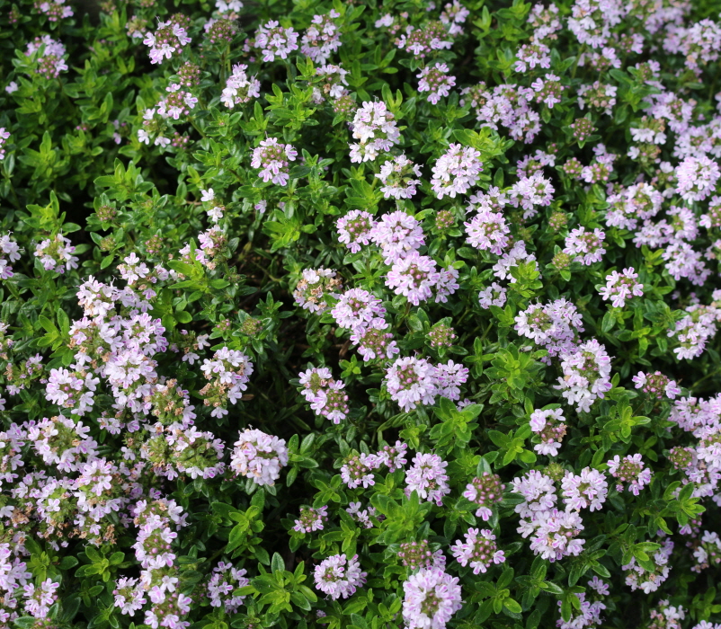 Reichel-2Farben-14