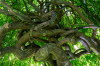 Stamminger-IMG_5090