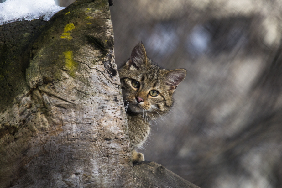 WH-Alpenzoo Innsbruck Wildkatze Jungtier